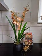 Prachtige kunst orchideeën plant nieuw, Nieuw, Ophalen of Verzenden