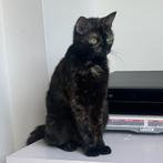 Te koop prachtige lieve poes 1/2 turkse Angora, Dieren en Toebehoren, Katten en Kittens | Overige Katten, Meerdere dieren, Kortharig