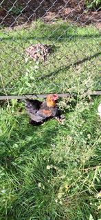 Wyandotte kriel  haan, Dieren en Toebehoren, Pluimvee, Vrouwelijk, Kip