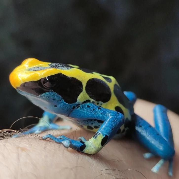 Dendrobates tinctorius 'Patricia'