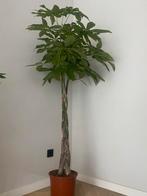 Prachtige Pachira ( geldboom ) 170 cm hoog x 90 cm breed, Ophalen, Volle zon, Overige soorten, Minder dan 100 cm