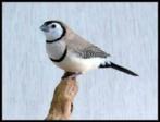 Koppels Bichenow Astrilde. wildkleur, Meerdere dieren, Tropenvogel