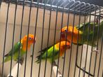 Hele mooie gezonde fischerie, Dieren en Toebehoren, Vogels | Parkieten en Papegaaien, Vrouwelijk, Dwergpapegaai of Agapornis, Geringd
