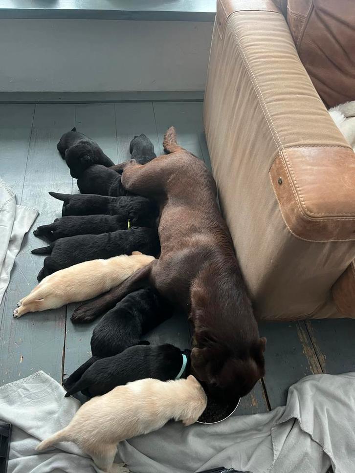 Labrador x Oudduitse herder stokhaar pups, Dieren en Toebehoren, Honden | Niet-rashonden, Groot, Meerdere dieren, Fokker | Hobbymatig