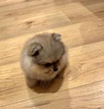 Pomeriaan puppy, Augustus, Mannelijk