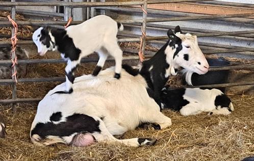 stamboek bonte geit te koop CAE en CL vrij, Dieren en Toebehoren, Schapen, Geiten en Varkens, Geit, Meerdere dieren