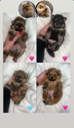 Pomerianian pups, Dieren en Toebehoren, Honden | Poolhonden, Keeshonden en Oertypen, Overige rassen, 8 tot 15 weken, Meerdere