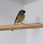 Masker goudvink man 2024, Mannelijk, Wildzangvogel, Geringd