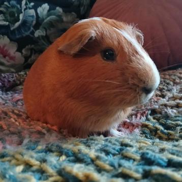 Twee knappe castraten op zoek naar leuke zeugjes! beschikbaar voor biedingen