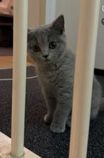 Brish kort haar, Dieren en Toebehoren, Katten en Kittens | Overige Katten, Meerdere dieren