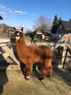 Alpaca hengst veulen, Mannelijk, Veulen