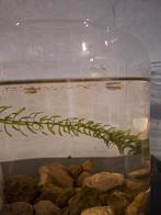 2 kleine guppen, Dieren en Toebehoren, Vissen | Aquariumvissen, Vis