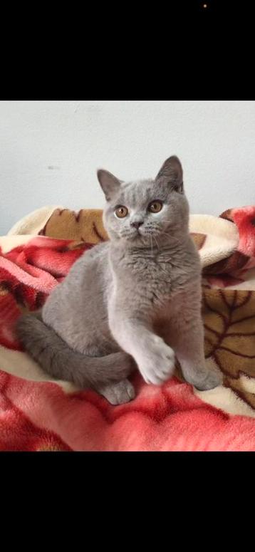 Brits Britse korthaar kater beschikbaar voor biedingen