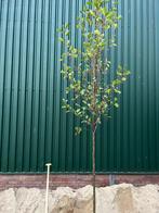 Alnus glutinosa zwarte Els, Tuin en Terras, Ophalen, Overige soorten, 250 tot 400 cm