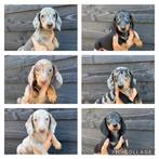 Prachtig nestje Dwerg teckel pups gladhaar., CDV (hondenziekte), Nederland, 8 tot 15 weken, Korthaar