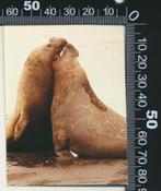 Sticker: Walrussen, Ophalen of Verzenden, Zo goed als nieuw, Dier en Natuur