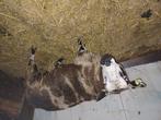 Bonte ooi, Vrouwelijk, Schaap