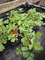 Geum / knikkend nagelkruid. Vaste plant, Ophalen, Zomer, Overige soorten