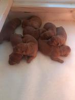 Prachtige Foxred Labrador Retriever pups gereserveerd, Dieren en Toebehoren, Honden | Retrievers, Spaniëls en Waterhonden, Rabiës (hondsdolheid)