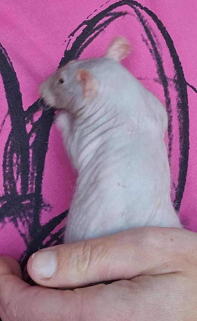 2 mannelijke ratjes, Dieren en Toebehoren, Knaagdieren, Mannelijk, Rat, Juli, Tam