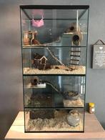 Glazen Terrarium voor Gerbils, Stekelmuizen of Degoes, Hamster, Ophalen of Verzenden, 90 cm of meer, Hok