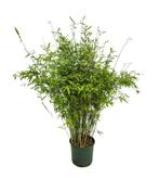 Fargesia Nitida Winter Joy | Groenblijvend, Niet-Woekerend, Overige soorten, Vaste plant, Ophalen of Verzenden, Halfschaduw