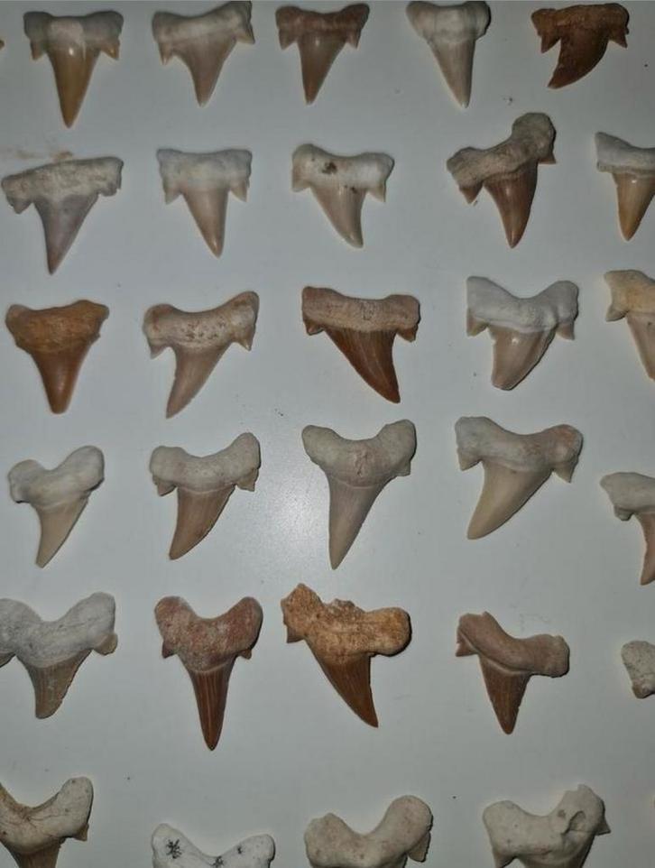 Haaientand, Verzamelen, Mineralen en Fossielen, Fossiel, Ophalen of Verzenden