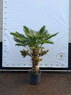 Trachycarpus Wagnerianus Palmboom, Volle zon, Vaste plant, Bloeit niet, Ophalen
