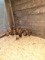 Kuikens, Dieren en Toebehoren, Pluimvee, Kip