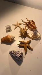 Verschillende schelpen, Verzamelen, Mineralen en Fossielen, Ophalen of Verzenden, Schelp(en)