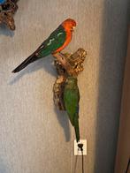 Parkieten, Dieren en Toebehoren, Vogels | Parkieten en Papegaaien, Meerdere dieren, Parkiet