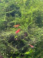 Vuurgarnalen, Kreeft, Krab of Garnaal