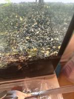 Aquarium reinigers, Dieren en Toebehoren, Ophalen