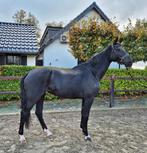 5-jarige Le Formidable merrie met uitstraling en potentie, Dieren en Toebehoren, Merrie, Gechipt, Dressuurpaard, L
