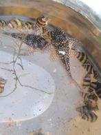 Hypancistrus L136a, Dieren en Toebehoren, Vis, Zoetwatervis