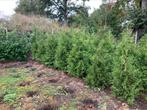 Coniferen thuja brabant, Ophalen of Verzenden