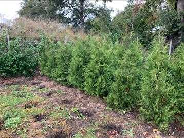 Coniferen thuja brabant beschikbaar voor biedingen