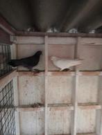Kumrus, Dieren en Toebehoren, Vogels | Duiven, Meerdere dieren