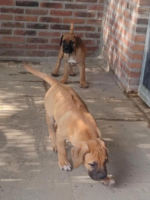 Unieke Ridge-Boel pups! Rhodesian Ridgeback x Boerboel, Dieren en Toebehoren, Honden | Bulldogs, Pinschers en Molossers, Meerdere dieren