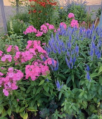 Ereprijs veronica spicata,Duizendblad wit,malva kaasjeskruid beschikbaar voor biedingen