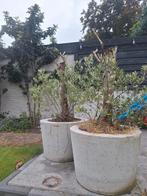 Mega grote betonnen bloempotten/ bloembakken, Ophalen, Zo goed als nieuw, Rond, Minder dan 60 cm
