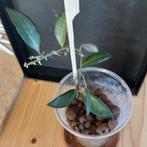 hoya rosita stek nr 67, Huis en Inrichting, Kamerplanten, Ophalen of Verzenden, Halfschaduw, Minder dan 100 cm