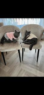 2 Britse korthaar, Dieren en Toebehoren, Katten en Kittens | Raskatten | Korthaar, Meerdere dieren, Ontwormd, 0 tot 2 jaar