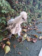 Jonge zijdehoender haan, Dieren en Toebehoren, Pluimvee, Mannelijk, Kip