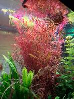 Rotala sp. Blood Red – knalrode aquariumplant, Dieren en Toebehoren, Vissen | Aquaria en Toebehoren, Ophalen of Verzenden, Nieuw
