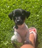 Klein puppy teefje, Rabiës (hondsdolheid), Overige rassen, 8 tot 15 weken, Teef