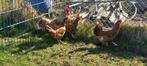 Kippen, Dieren en Toebehoren, Meerdere dieren, Kip
