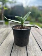 Plant, Ophalen, Vetplant, Minder dan 100 cm