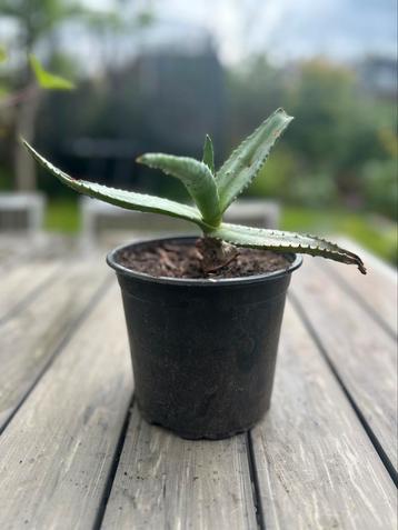 Plant beschikbaar voor biedingen