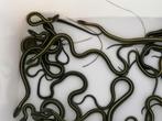 Thamnophis sirtalis, Dieren en Toebehoren, Tam, 0 tot 2 jaar